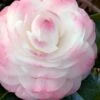 Guest Star Camellia Japonica - 3 Gallon Pot -Hydrangeas Zone camellia guest star 7