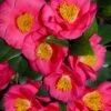 Bright Eyes Camellia Japonica - 3 Gallon Pot -Hydrangeas Zone camellia hybrid bright eyes 1