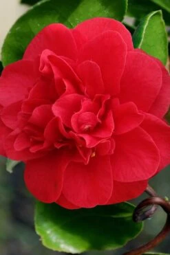 Curly Lady Camellia Japonica - 1 Gallon Pot -Hydrangeas Zone camellia japonica curly lady 1