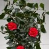 Curly Lady Camellia Japonica - 1 Gallon Pot -Hydrangeas Zone camellia japonica curly lady 10