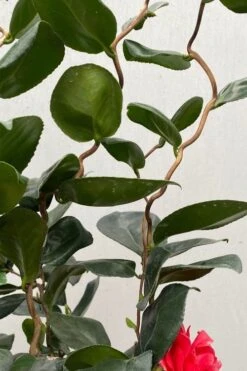 Curly Lady Camellia Japonica - 1 Gallon Pot -Hydrangeas Zone camellia japonica curly lady 2