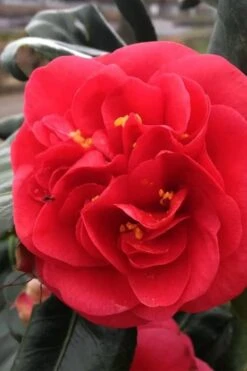 Curly Lady Camellia Japonica - 1 Gallon Pot -Hydrangeas Zone camellia japonica curly lady 6