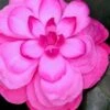 Early Wonder Camellia Japonica - 2 Gallon Pot -Hydrangeas Zone camellia japonica early wonder 1
