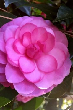 Early Wonder Camellia Japonica - 2 Gallon Pot -Hydrangeas Zone camellia japonica early wonder 5