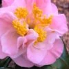 Junior Miss Fragrant Pink Camellia - 7 Gallon Pot -Hydrangeas Zone camellia japonica junior miss 4