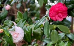 LA Peppermint Camellia Japonica - 3 Gallon Pot -Hydrangeas Zone camellia japonica la peppermint 101