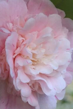 Thompsonii Camellia Japonica - 1 Gallon Pot -Hydrangeas Zone camellia japonica thompsonii 2