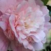 Thompsonii Camellia Japonica - 1 Gallon Pot -Hydrangeas Zone camellia japonica thompsonii 3