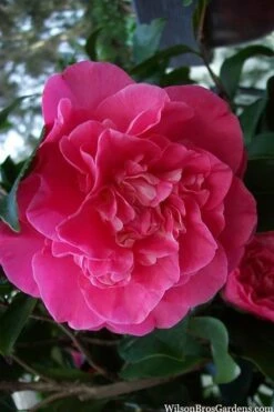 Marie Bracey Camellia Japonica - 3 Gallon Pot -Hydrangeas Zone camellia marie bracey 100