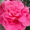 Marie Bracey Camellia Japonica - 3 Gallon Pot -Hydrangeas Zone camellia marie bracey 101