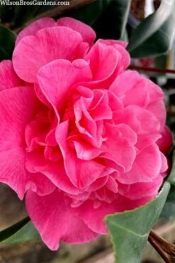 Marie Bracey Camellia Japonica - 3 Gallon Pot -Hydrangeas Zone camellia marie bracey 102