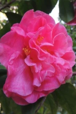 Marie Bracey Camellia Japonica - 3 Gallon Pot -Hydrangeas Zone camellia marie bracey 5