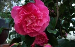 Marie Bracey Camellia Japonica - 3 Gallon Pot -Hydrangeas Zone camellia marie bracey 6