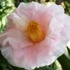 Moonlight Bay Camellia Japonica - 3 Gallon Pot -Hydrangeas Zone camellia moonlight bay 8