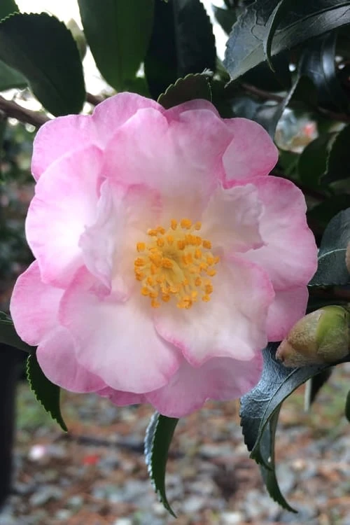 October Magic Orchid Camellia - 7 Gallon Pot 3 October Magic Orchid Camellia - 7 Gallon Pot