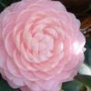 Otome Pink Camellia Japonica - 3 Gallon Pot -Hydrangeas Zone camellia otome