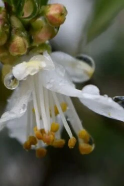 Parvilimba Camellia - 5 Gallon Pot -Hydrangeas Zone camellia parvilimba 1
