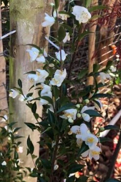 Parvilimba Camellia - 5 Gallon Pot -Hydrangeas Zone camellia parvilimba 4