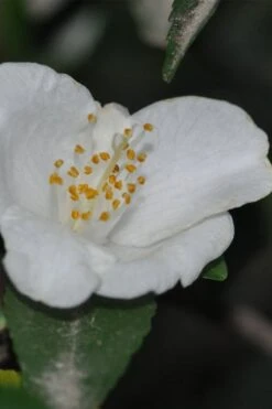 Parvilimba Camellia - 5 Gallon Pot -Hydrangeas Zone camellia parvilimba 6
