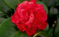 Professor Sargent Camellia Japonica - 7 Gallon Pot (3-4') -Hydrangeas Zone camellia professor sargent bloom