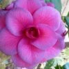 Purple Dawn Camellia Japonica - 1 Gallon Pot -Hydrangeas Zone camellia purple dawn 9 1