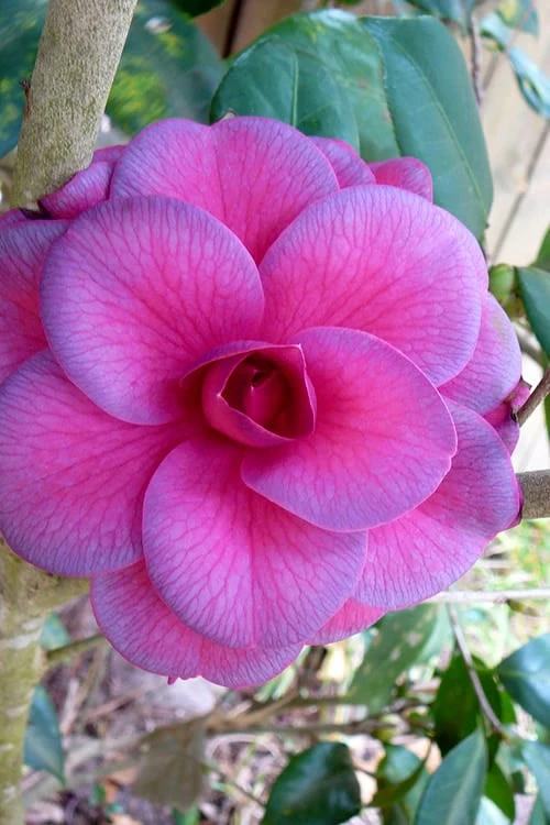 Purple Dawn Camellia Japonica - 1 Gallon Pot 3 Purple Dawn Camellia Japonica - 1 Gallon Pot