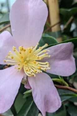 Maiden's Blush Camellia - 3 Gallon -Hydrangeas Zone camellia sasanqua maiden blush 5