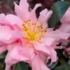 Pink Snow Camellia Sasanqua - 7 Gallon Pot (3-4') -Hydrangeas Zone camellia sasanqua pink snow 101
