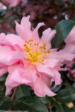 Pink Snow Camellia Sasanqua - 7 Gallon Pot (3-4')