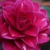 Purple Haze Camellia- 3 Gallon Pot -Hydrangeas Zone camellia sasanqua purple haze 1