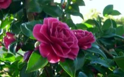 Purple Haze Camellia- 3 Gallon Pot -Hydrangeas Zone camellia sasanqua purple haze 2