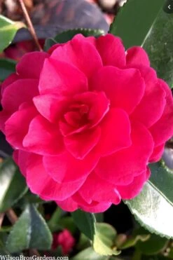 Purple Haze Camellia- 3 Gallon Pot -Hydrangeas Zone camellia sasanqua purple haze 4