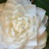 Sea Foam White Camellia Japonica - 3 Gallon Pot -Hydrangeas Zone camellia sea foam 1