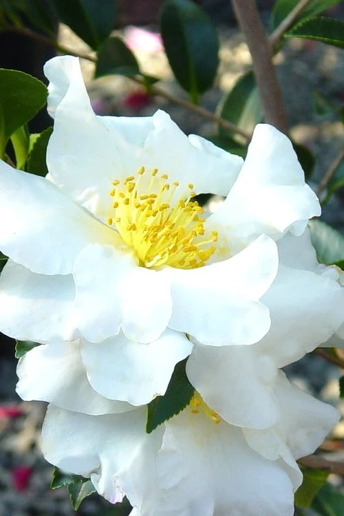 Setsugekka Fragrant Camellia Sasanqua - 7 Gallon Pot 3 Setsugekka Fragrant Camellia Sasanqua - 7 Gallon Pot