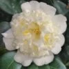 Shiro Karako White Camellia Rusticana - 3 Gallon Pot -Hydrangeas Zone camellia shiro karako 2