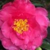 Shishi Gashira Dwarf Camellia Sasanqua - 6 Pack Of 1 Gallon Pots -Hydrangeas Zone camellia shishi gashira 25