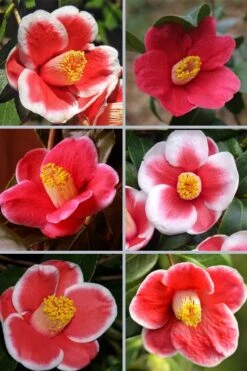 Tama No Ura Weeping Camellia Japonica - 1 Gallon Pot -Hydrangeas Zone camellia tama no ura sports 1