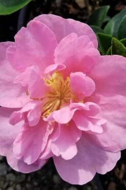 Taylors Perfection Pink Camellia Hybrid - 3 Gallon Pot -Hydrangeas Zone camellia taylors perfection 5