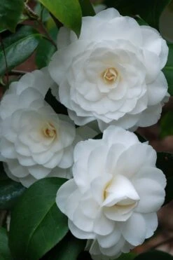 White By The Gate Camellia Japonica - 1 Gallon Pot -Hydrangeas Zone camellia white by the gate 1