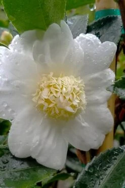 Winter's Snowman Camellia Hybrid - 5 Gallon Pot -Hydrangeas Zone camellia winters snowman 105 2