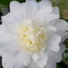 Winter's Snowman Camellia Hybrid - 7 Gallon Pot (3-4') -Hydrangeas Zone camellia winters snowman 106