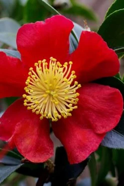 Yuletide Camellia Sasanqua - 1 Gallon Pot -Hydrangeas Zone camellia yuletide best