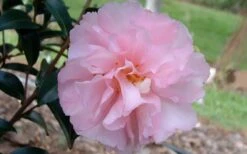 Cotton Candy Camellia Sasanqua - 3 Gallon Pot -Hydrangeas Zone camelliacottoncandy 1