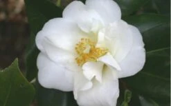 White Empress Camellia Japonica - 1 Gallon Pot -Hydrangeas Zone camelliawhiteempress