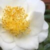 White Empress Camellia Japonica - 1 Gallon Pot -Hydrangeas Zone camillia white empress 5