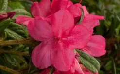 Autumn Jewel Encore Azalea - 1 Gallon Pot 9 Autumn Jewel Encore Azalea - 1 Gallon Pot -Hydrangeas Zone encore azalea autumn jewel