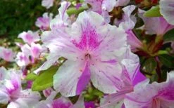 Autumn Twist Encore Azalea - 1 Gallon Pot -Hydrangeas Zone encore azalea autumn twist