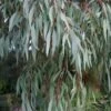 Angus Cold Hardy Eucalyptus Tree (Eucalyptus Nicholii) - 3 Gallon Pot 2 Angus Cold Hardy Eucalyptus Tree (Eucalyptus Nicholii) - 3 Gallon Pot -Hydrangeas Zone eucalyoptus nicholii angus 1 6