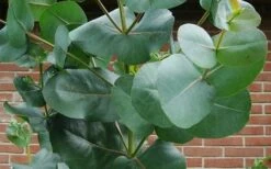 Big O Cold Hardy Eucalyptus Tree (Eucalyptus Neglecta) - 5 Gallon Pot (4-5') -Hydrangeas Zone eucalyptus bigo leaves