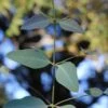 Grace Cold Hardy Eucalyptus Tree (Eucalyptus Elliptica) - Quart Pot 2 Grace Cold Hardy Eucalyptus Tree (Eucalyptus Elliptica) - Quart Pot -Hydrangeas Zone eucalyptus elliptica grace 1 2